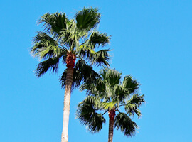 ワシントンヤシ