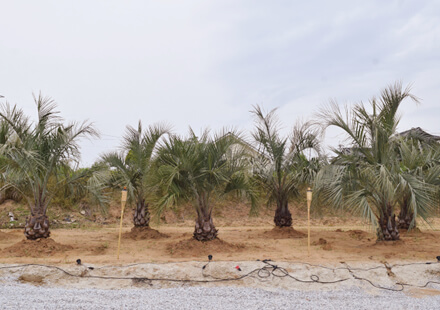 厳選したヤシの木を自分で選べる