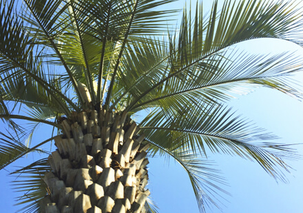 ヤシの木の育て方